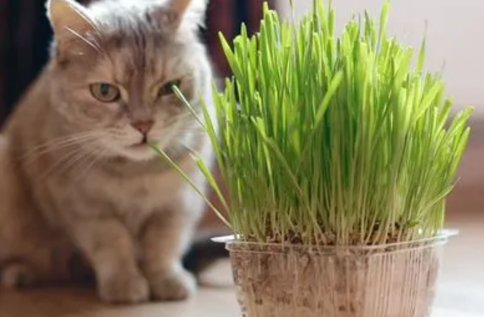 怎么防止猫咬植物 怎么防止猫咬植物