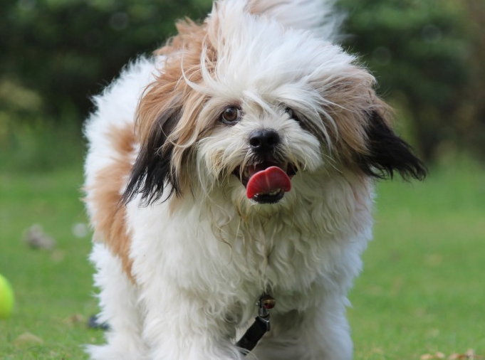 西施犬如何辨别纯不纯？来这里看看吧