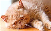 猫咪怕不怕热