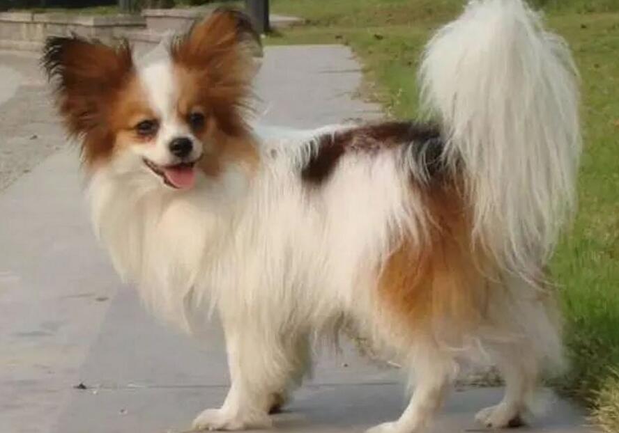 养蝴蝶犬有什么好处?不仅仅是颜值高哦~ 养蝴蝶犬有什么好处?不仅仅是颜值高哦~