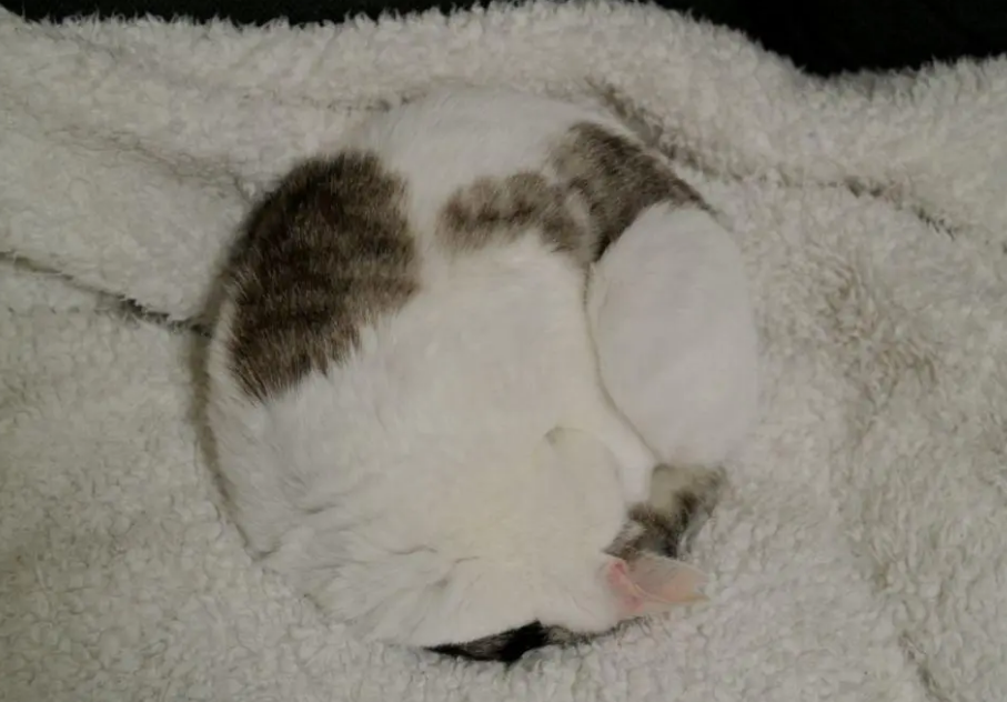 猫咪为什么会缩成球睡觉的样子