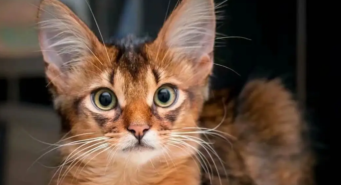 索马里猫猫肥大细胞瘤怎么治疗?有哪些治疗方法 索马里猫猫肥大细胞瘤怎么治疗?有哪些治疗方法