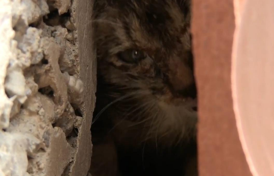 猫咪每夜哭泣引起居民害怕,当看到之后才知道原因 猫咪每夜哭泣引起居民害怕,当看到之后才知道原因