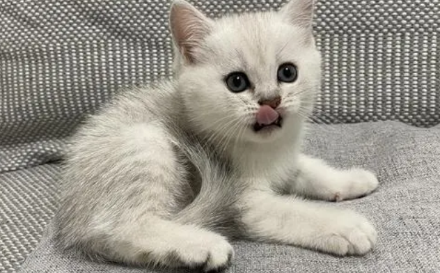 银渐层猫容易生病吗？生病原因是什么？