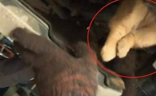 流浪狗卡在车底出不来,幸好被车主发现,最后还幸运的被收养了! 流浪狗卡在车底出不来,幸好被车主发现,最后还幸运的被收养了!