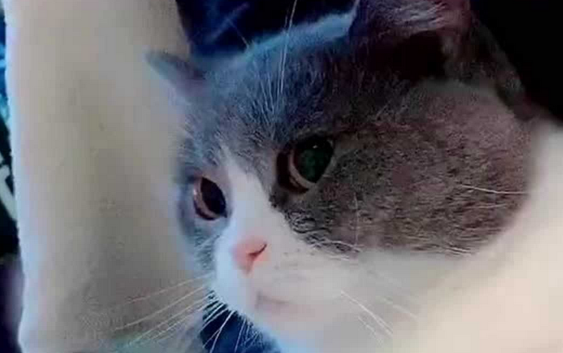 猫咪为什么舔你手臂和脚 猫咪为什么舔你手臂和脚