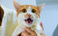 猫咪为什么经常抖嘴