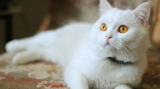 为什么猫咪容易生小猫崽的原因