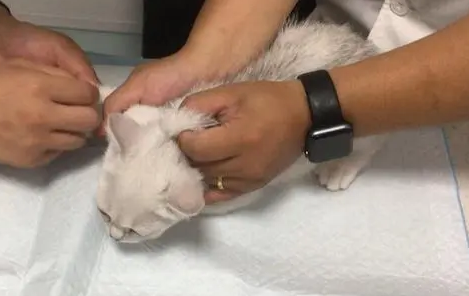 猫咪的身体为什么会有虫子