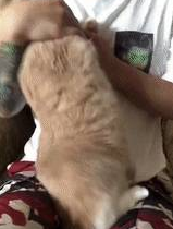 猫咪跳海草舞翻车!主人怒摔手机,笑翻~ 猫咪跳海草舞翻车!主人怒摔手机,笑翻~