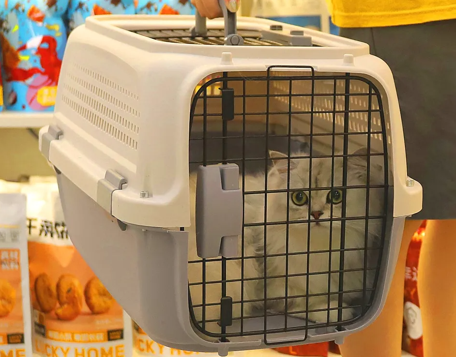 顺丰托运宠物怎么下单寄快递