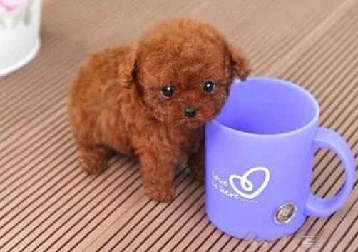 狗知识:茶杯犬感冒吃什么药好? 狗知识:茶杯犬感冒吃什么药好?