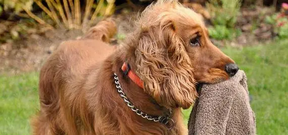 英国可卡犬乱咬东西怎么办?我教你几招 英国可卡犬乱咬东西怎么办?我教你几招