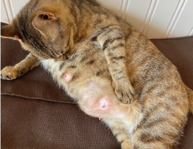 猫咪怀孕为什么乳头肿大