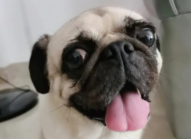 巴哥犬真的好养吗？狗狗主人来看看吧