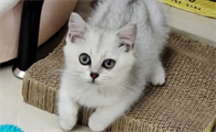 10平米小屋能养猫吗