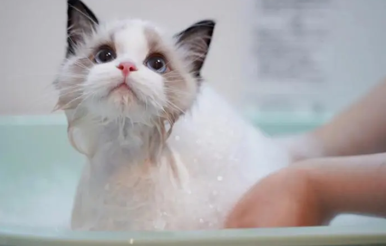 猫咪为什么洗澡这么凶