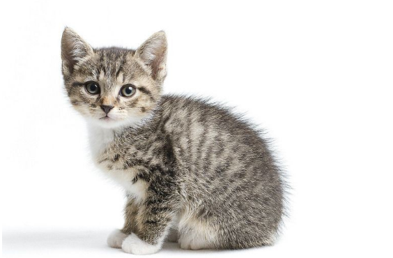我把家里的猫摔死了 我把家里的猫摔死了