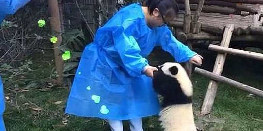 奶妈只是想调戏下它，调戏没一会它竟然生气了，还想“咬”奶妈？ 
