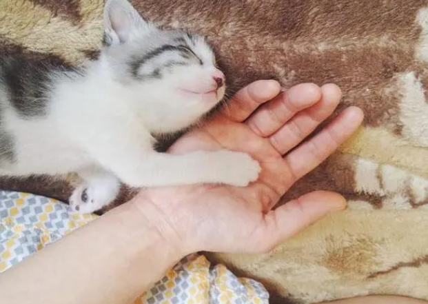 猫突然粘人是在求救吗
