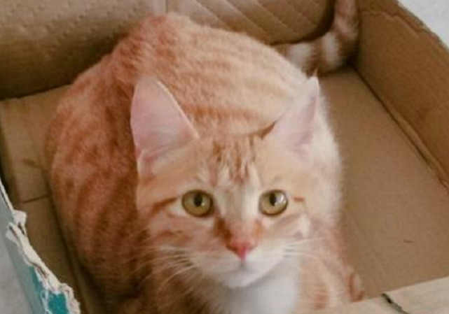 上门怎么回收宠物猫