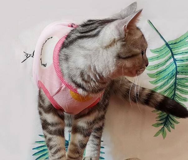 久久宠这个品牌的宠物衣服怎么样？快来了解