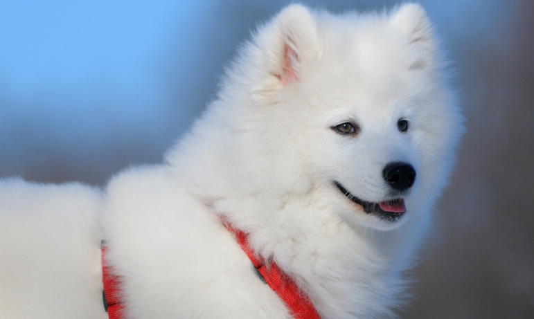 爱斯基摩犬怎么洗澡？洗澡要注意什么？