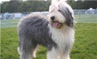 英国古代牧羊犬怎么美容？美容方法是？