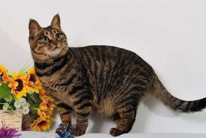 什么是纯种狸花猫？快看这里~