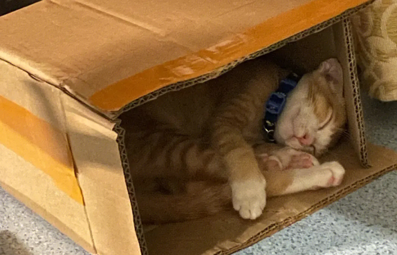 猫咪为什么这么喜欢箱子