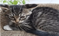 狸花猫幼猫怎么看品相？看看与你的标准是否一致