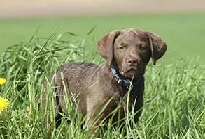 一文告诉你,乞沙比克猎犬耳朵怎么清洁? 一文告诉你,乞沙比克猎犬耳朵怎么清洁?