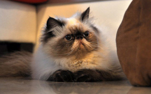 喜马拉雅猫怎么训练?来了解下吧 喜马拉雅猫怎么训练?来了解下吧