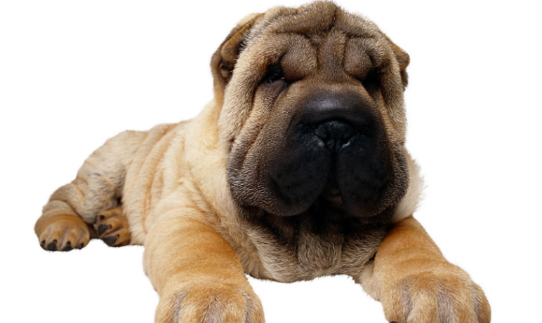 沙皮犬缺点有哪些？比如呢？