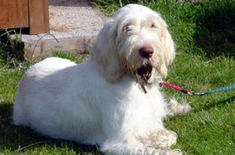 史毕诺犬性格怎么样?一起来瞧瞧 史毕诺犬性格怎么样?一起来瞧瞧