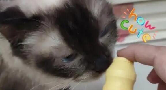 给猫咪买益生菌因为什么问题