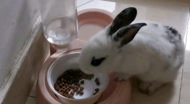 兔子总是偷猫粮吃为什么