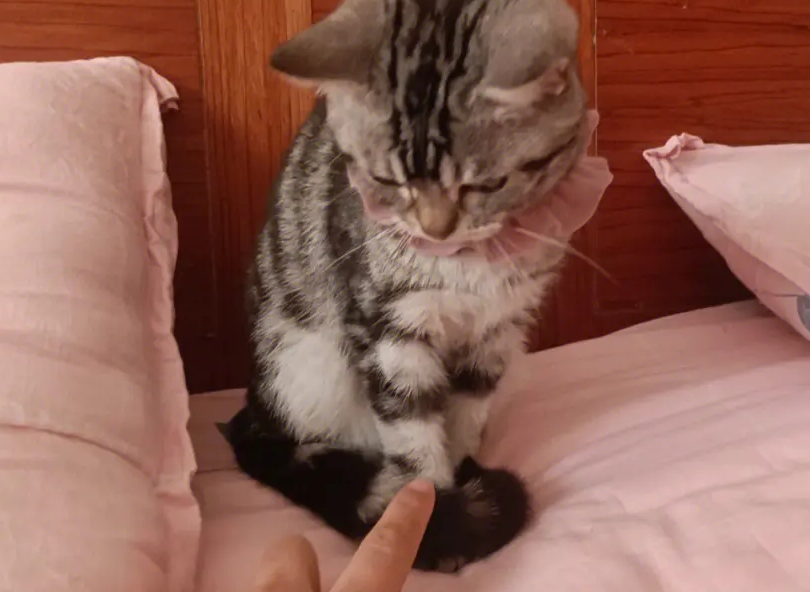 为什么猫咪怕摸脚呢