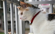 三花猫千万不能养为什么