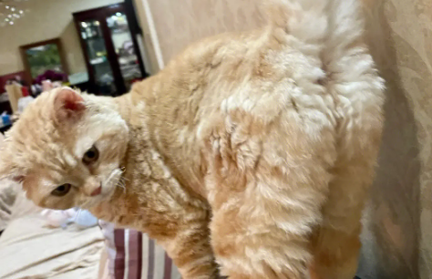 猫咪屁股为什么不臭了呢