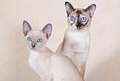 东奇尼猫不听话怎么办?来了解下吧 东奇尼猫不听话怎么办?来了解下吧