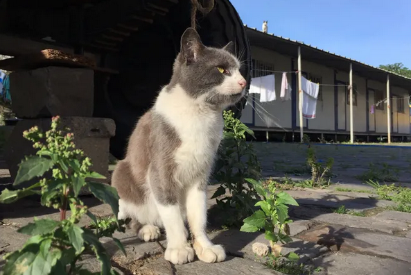 养猫都需要什么用品