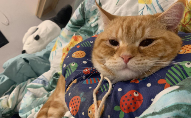 橘猫吃下“纸巾”干呕白泡，呼吸困难，花半年伙食费才救回来
