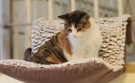 家庭风水猫窝位置