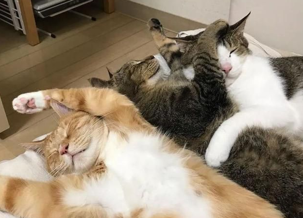 养三只猫会孤立一只么 养三只猫会孤立一只么