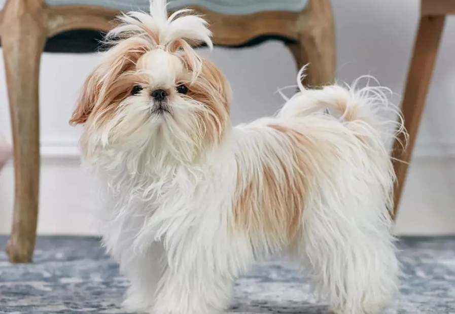 西施犬吃什么狗粮好?大家都需要注意的地方 西施犬吃什么狗粮好?大家都需要注意的地方