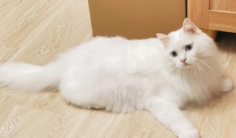 山东狮子猫如何预防流产？主人一定要学习