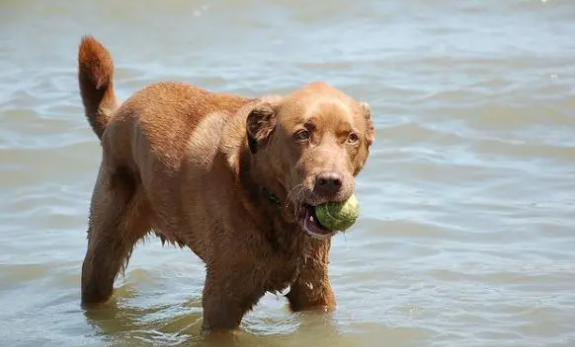 如何喂养乞沙比克猎犬?方法如下~ 如何喂养乞沙比克猎犬?方法如下~