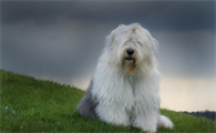 新手了解：古牧犬好养吗？