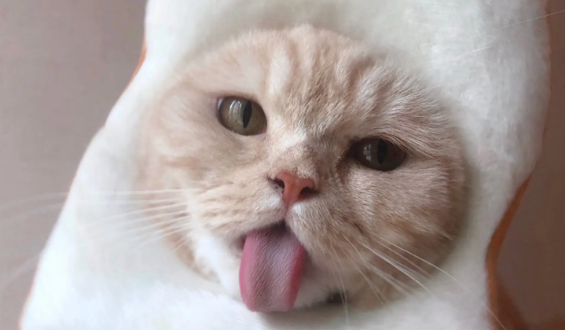 猫咪为什么要晃头 猫咪为什么要晃头
